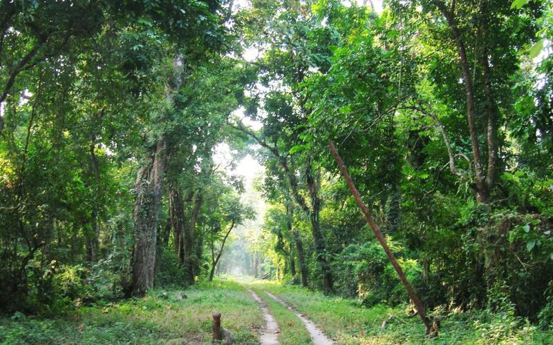 Dehing Patkai Wildlife sanctuary