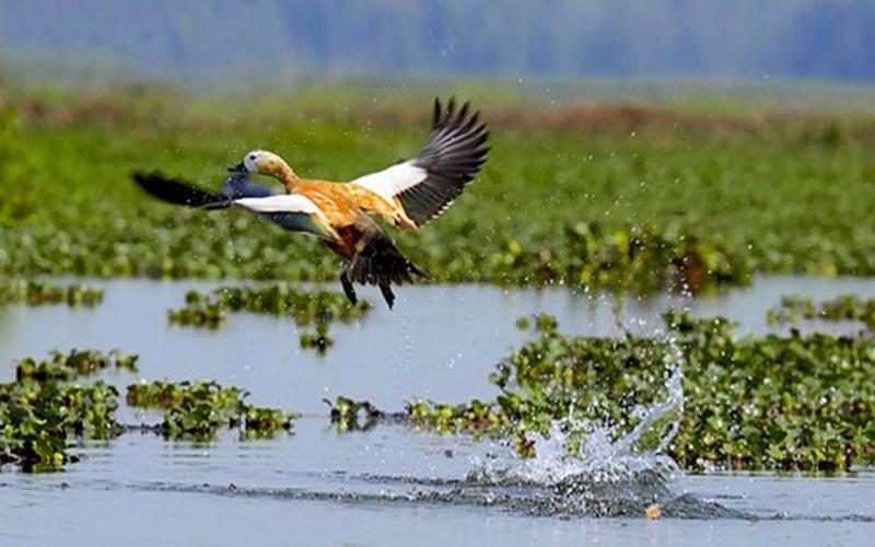 Dibru - Saikhowa National Park