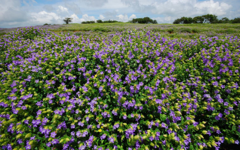 Kaas Plateau