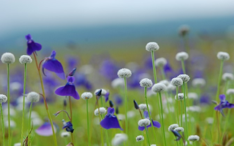 Kaas Plateau