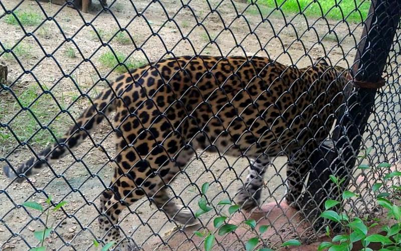 Kakatiya Zoological Park, Warangal