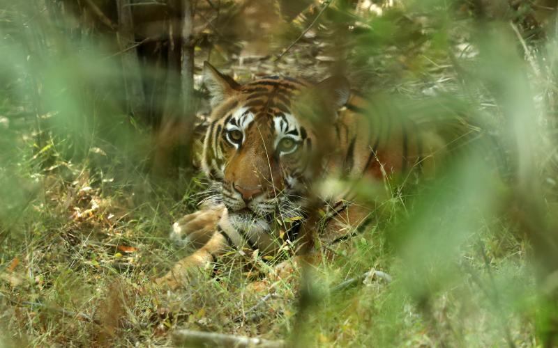 Kanha National Park