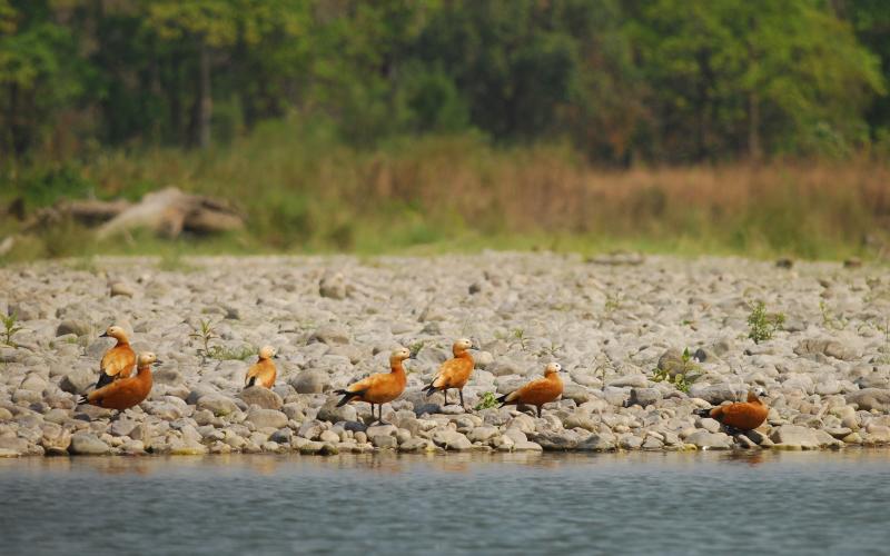 Manas National Park