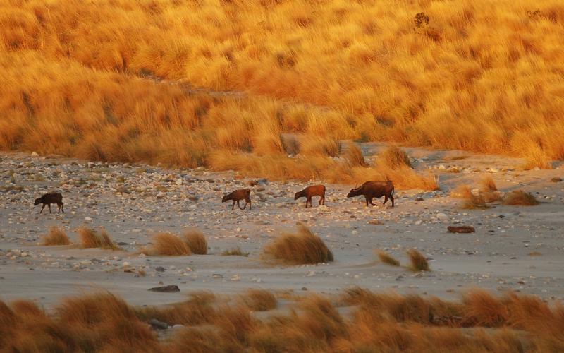 Manas National Park