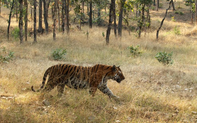 Pench National park