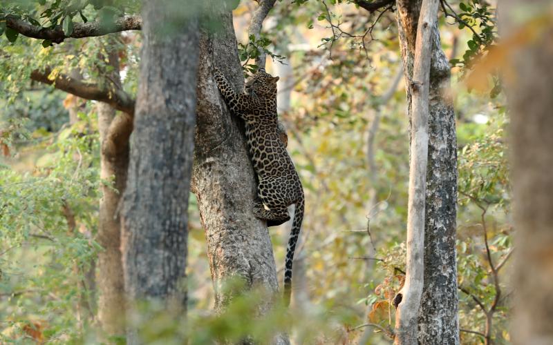 Pench National park