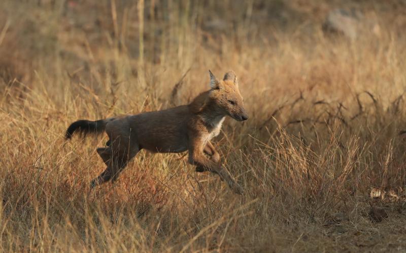 Pench National park