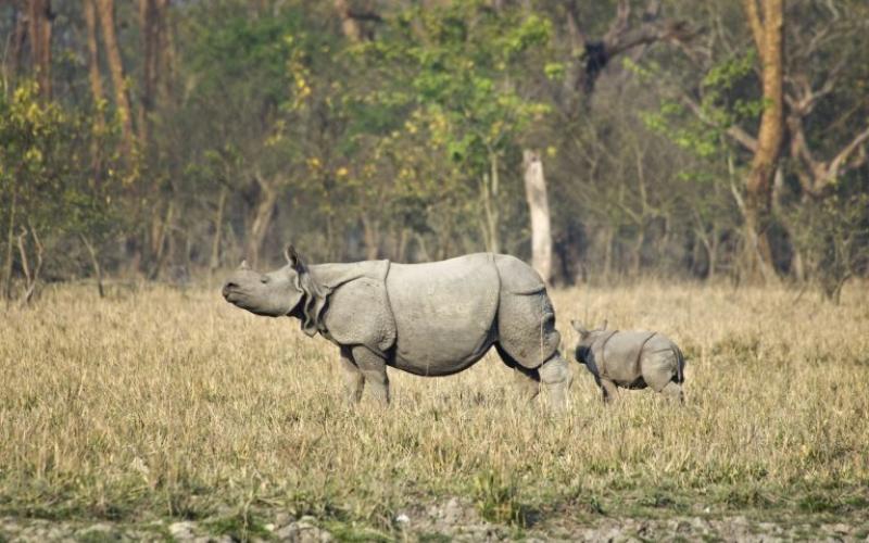 Pobitora Wildlife Sanctuary