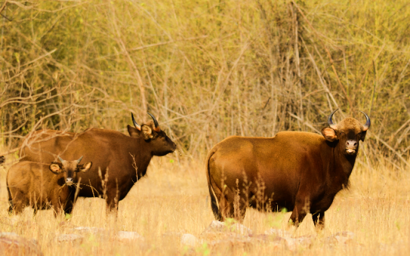 Radhanagri Wildlife Sanctuary