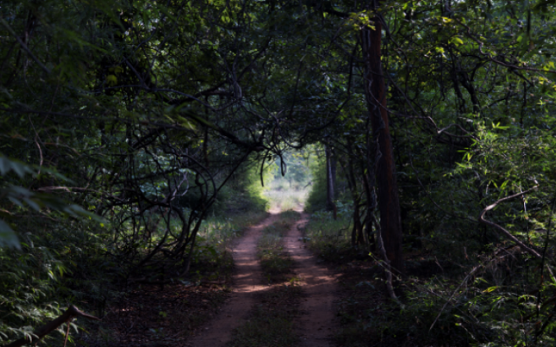 Tadoba Wildlife Sanctuary