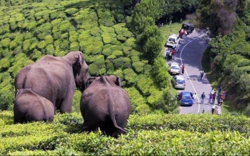 VALPARAI