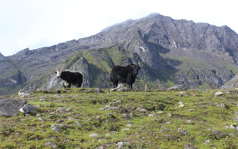 BOMDILA (ARUNACHAL PRADESH)