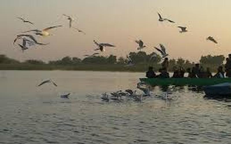 Nalsarovar Bird Sanctury