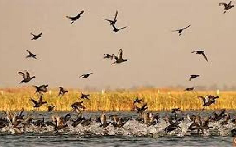 Nalsarovar Bird Sanctury