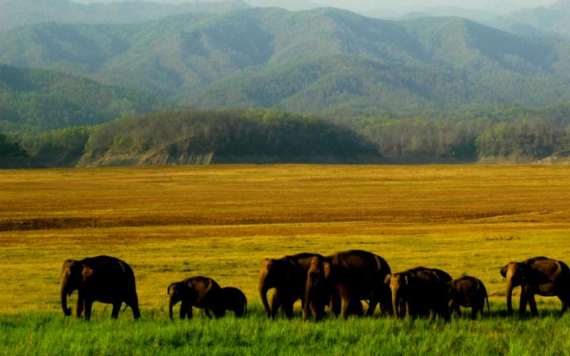 Jim Corbett National Park