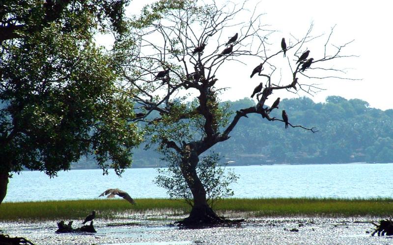 Dr. Salim Ali Bird Sanctury ( Panaji - Goa )