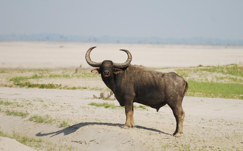 Kaziranga National Park