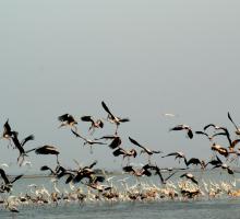 Pulicat Lake, Nellore District, Andhra Pradesh